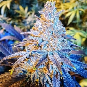 Mandarin Cookies > Philosopher Seeds